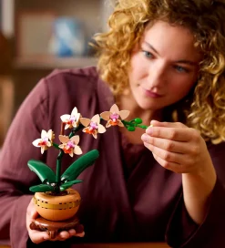 Botanicals - Mini-Orkidé 10343 - 274 Dele><noscript><img width=