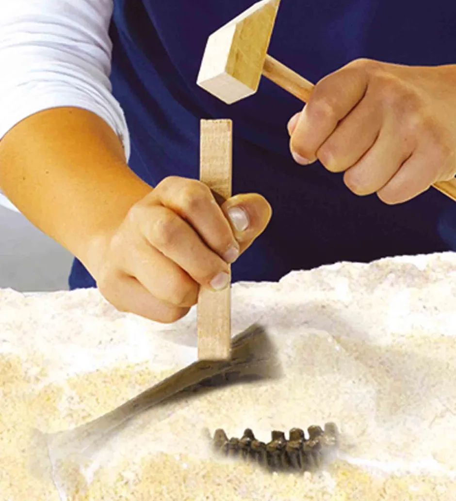 Udhug - Explore - Stegosaurus og Skelet>SES Creative